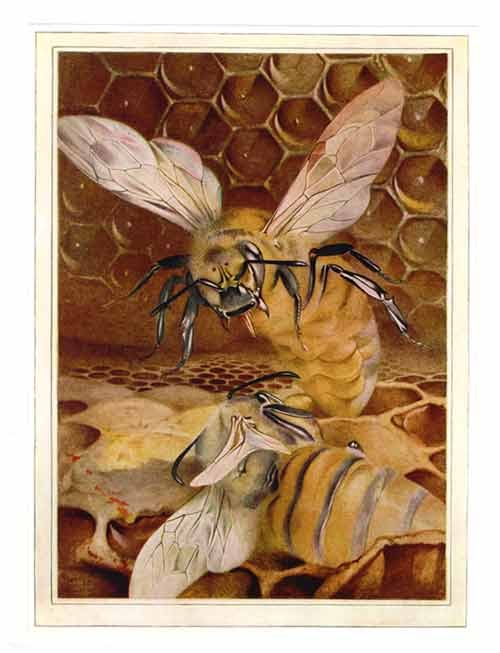 tatoo lady bumble bees. Bees in Art is a gallery