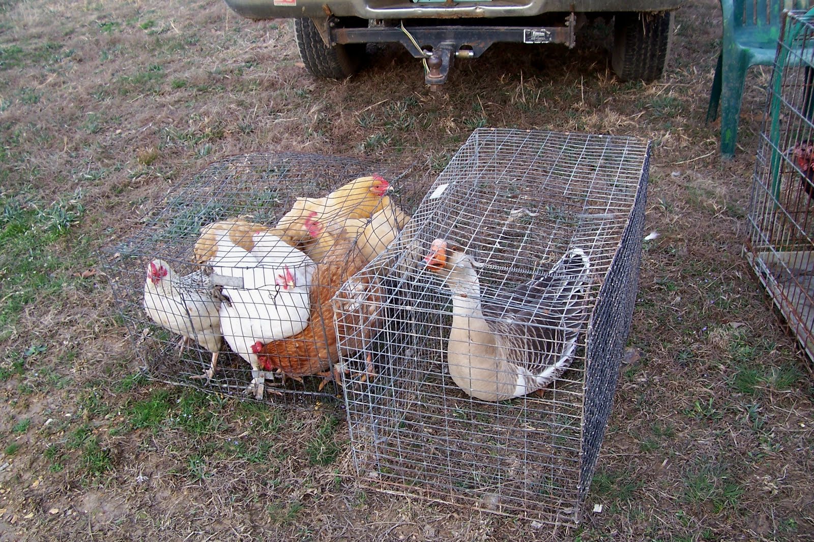 Thoughts From The Porch Swing: Small Animal Swap Meet