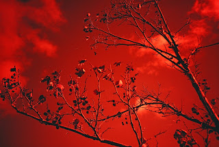 Itchy Bomb Tree