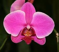 Orqudea Phalaenopsis Orqudea Phalaenopsis