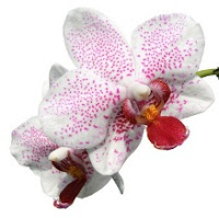 Orqudea Orqudea
