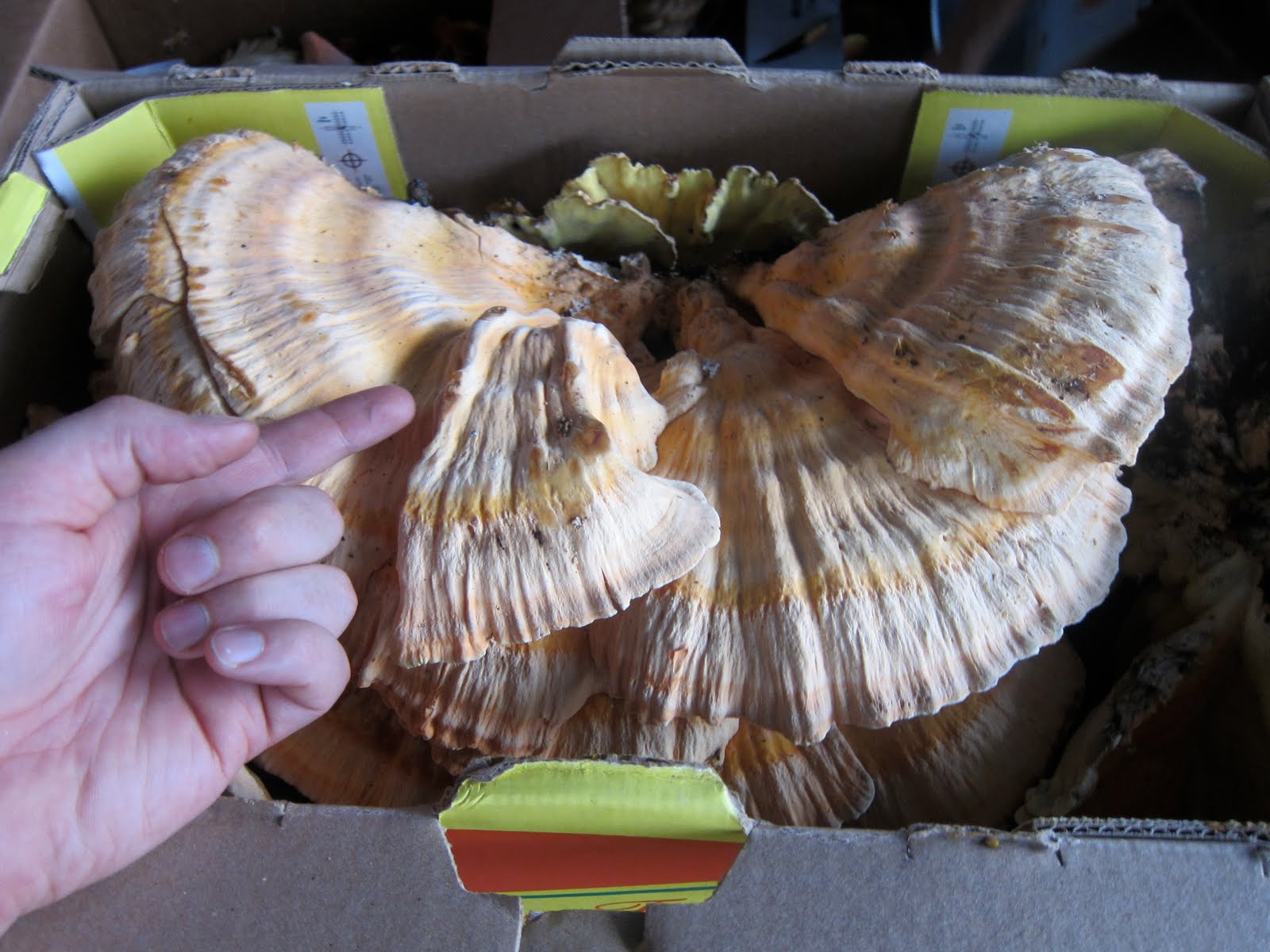 Grill A Chef A Pig Ear by any other name