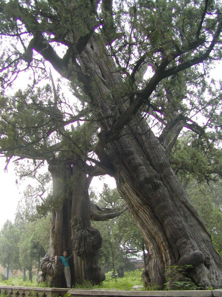 [two_trees.jpg]
