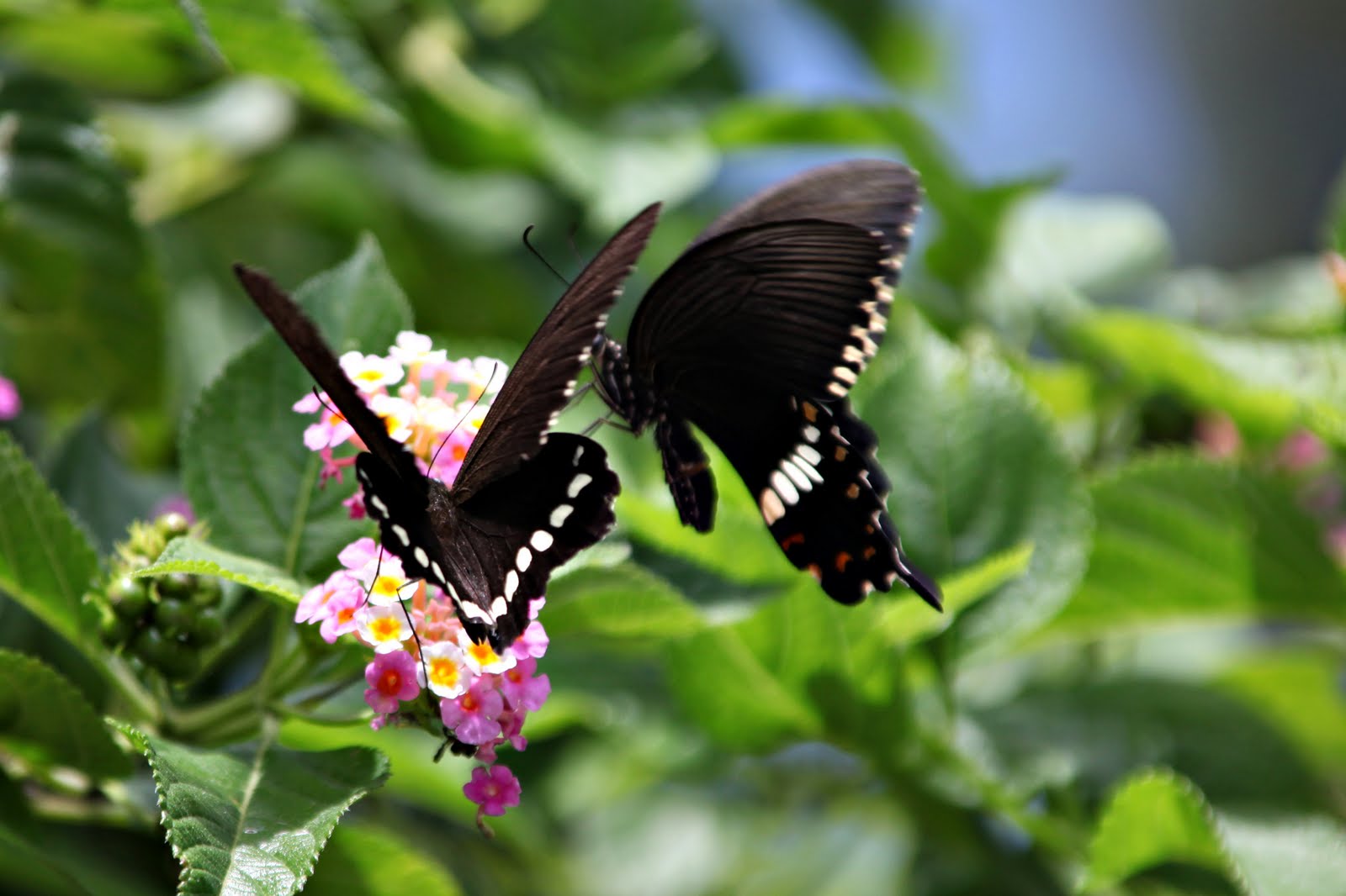 Artistic Images Photography Butterfly Garden
