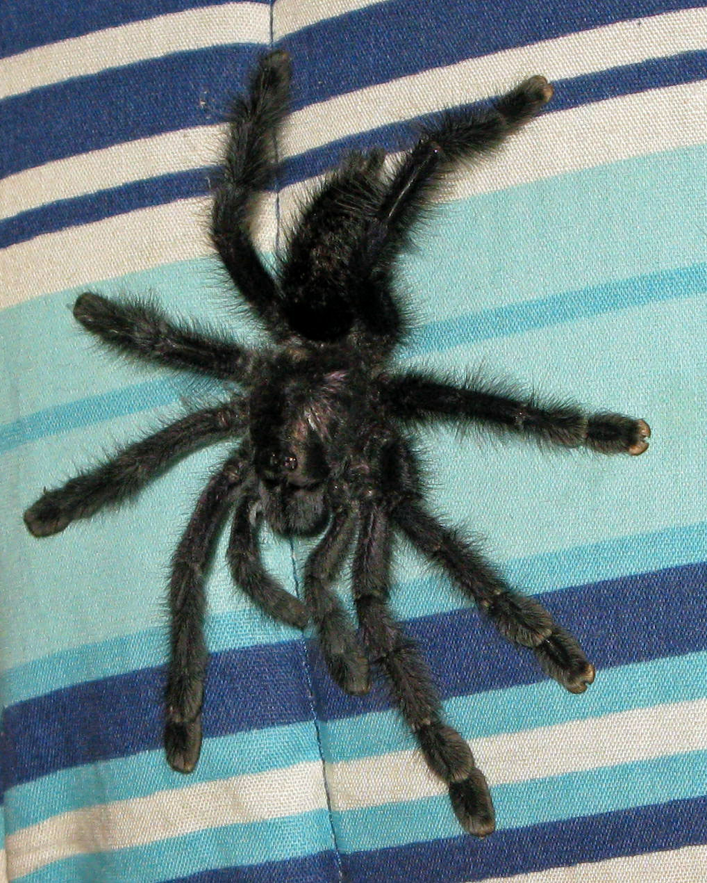 Sebastiao The Explorer April 2010