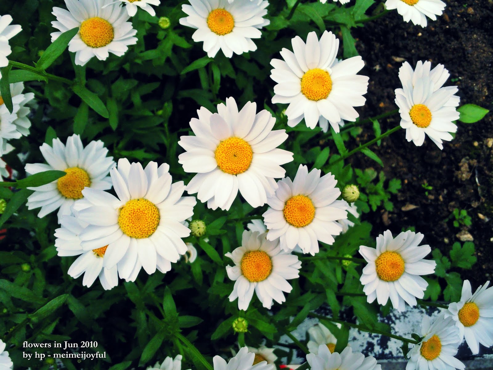 Y&M in Korea: Beautiful flowers