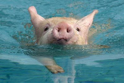 Un cerdito como mascota Cerdito+nadador