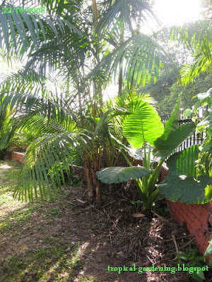 elephant's ear and palm tree