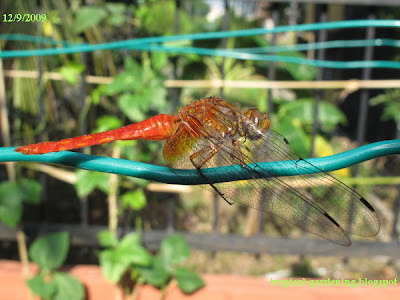 Dragonfly in Malaysia