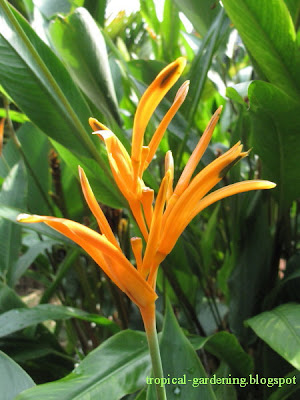 heliconia birds of paradise malaysia