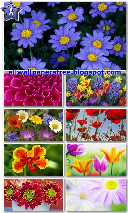 40 Colorful Flowers Wallpapers wallpaper hd flowers. 40 Colorful Flowers Wallpapers