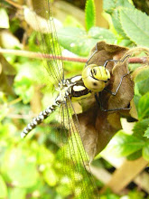 yellow headed dragonfly