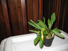 orchidée terrestre