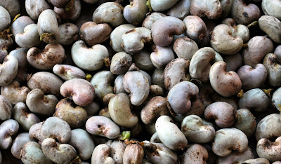 Cashew Seed