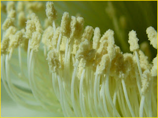 Cactus flower filament