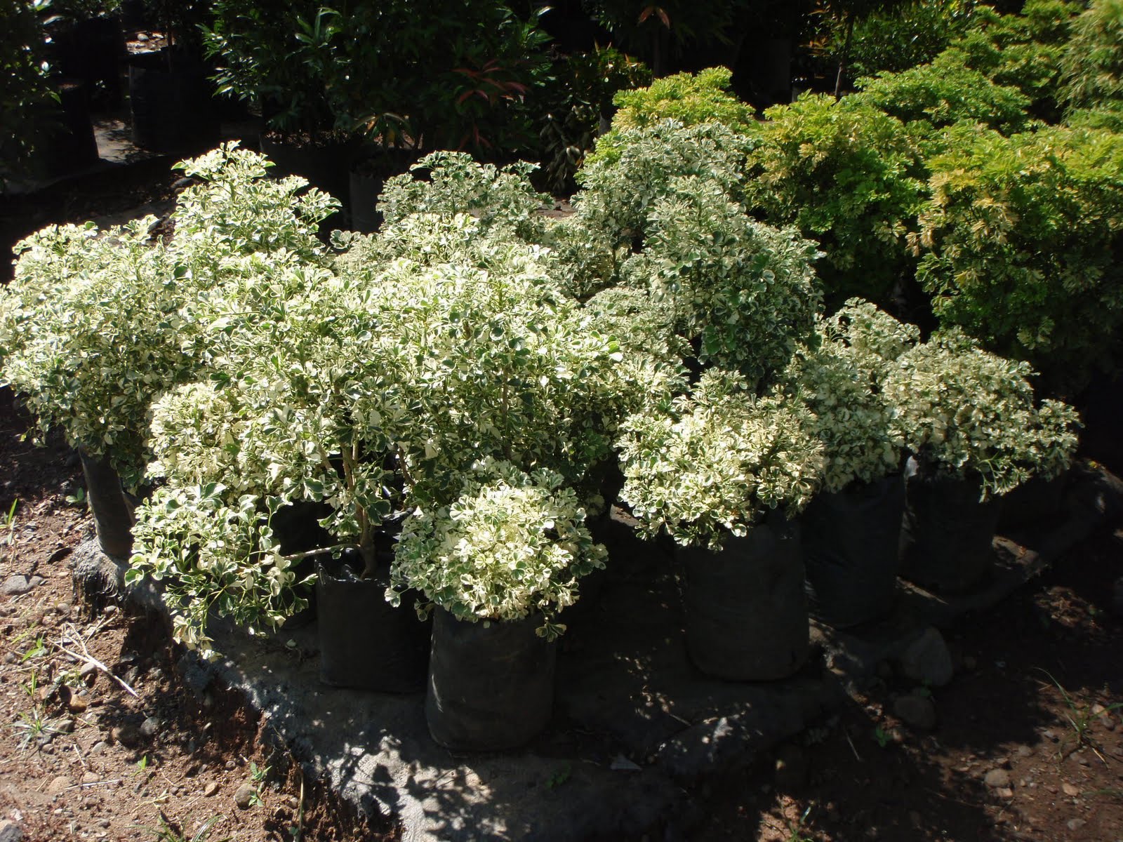 ALAVERDE 33: These are the plants that I have in my garden now, take a