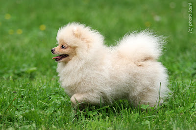 spitz_09.jpg