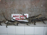 Jual Daging Biawak