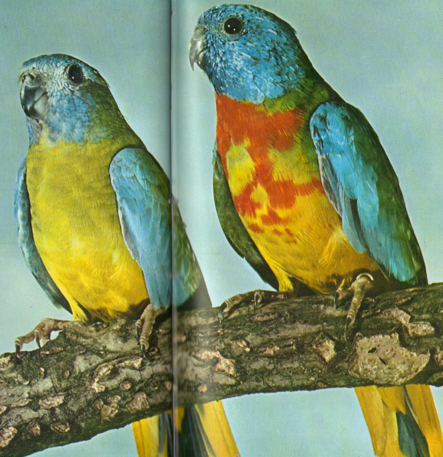 The Splendid Bourke Bird Blog Splendid red chests