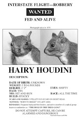 Squirrel Posters