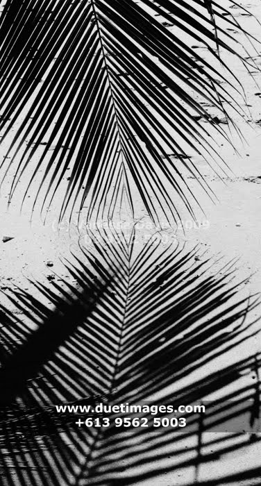 [23+beach+palms+bw.jpg]