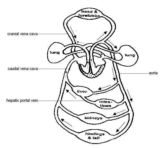 diagram of circulatory system for kids. circulatory system for kids.