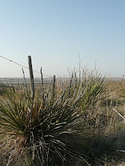 Windy Gaps Yucca's