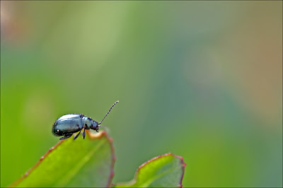 petit coléoptère