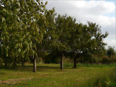Mirabelliers