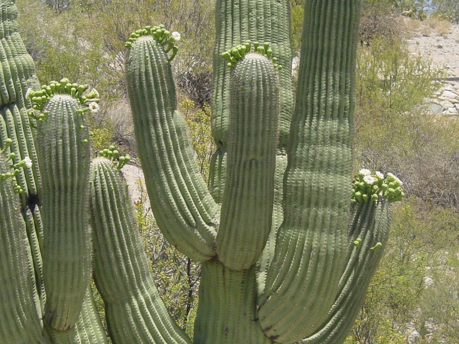 Tucson Daily Happenings: The Saguaro Cactus Flower is the State Flower