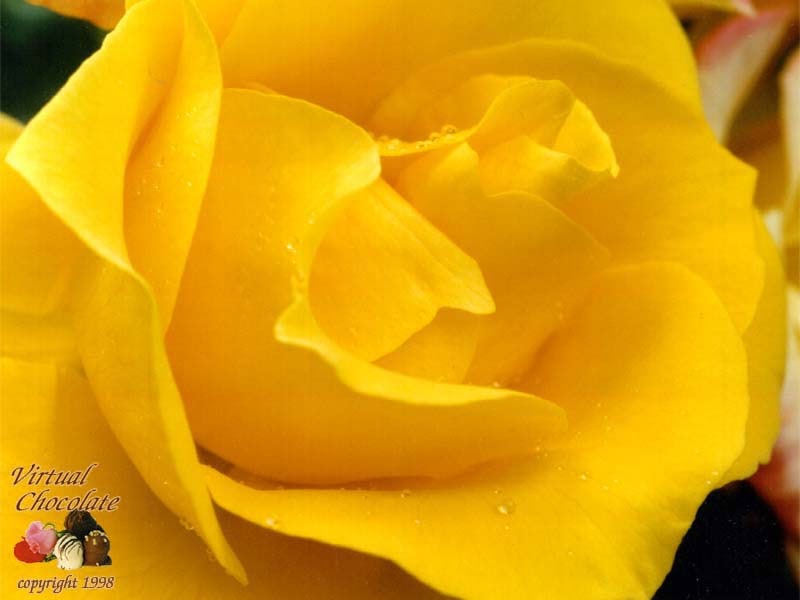 Kushal Rose King of Flowers