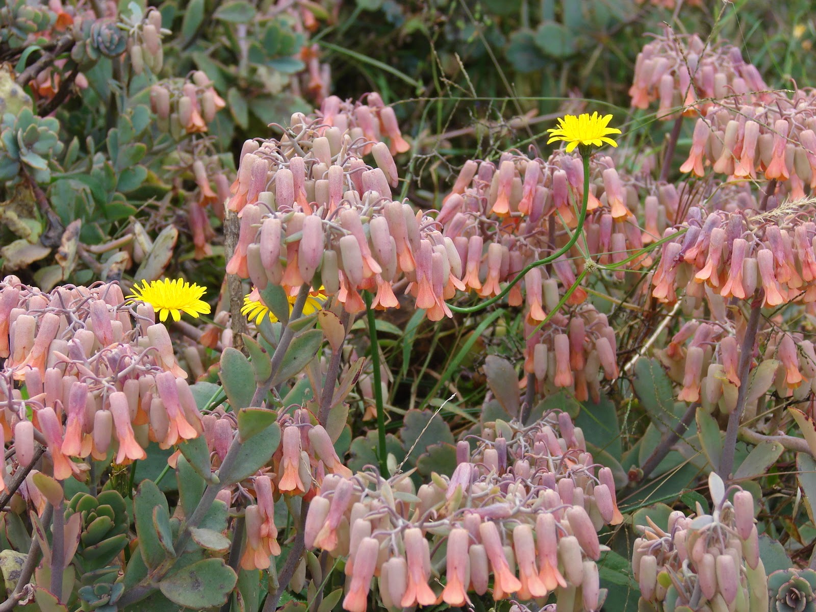 Foto de Guillermo Chaves del Kalanchoe y algunas flores de Diente de Foto de Guillermo Chaves del Kalanchoe y algunas flores de Diente de