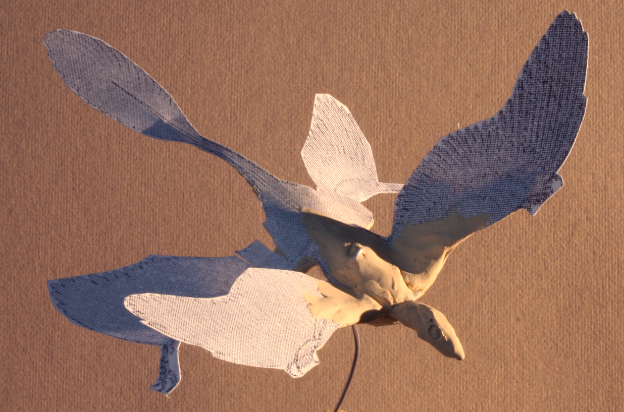 [Microraptor2.sm.png]