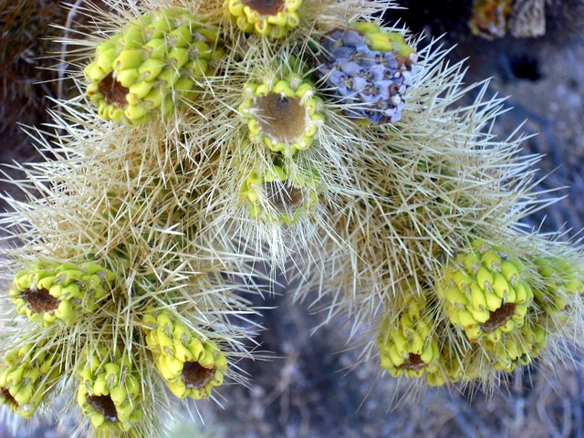 [Joshua+Tree+2009+065.jpg]