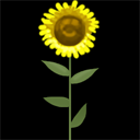 [tech_flora_sunflower01.png]
