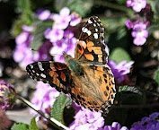 Painted Lady Butterfly