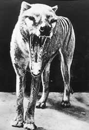 amazing extinct animals randomness