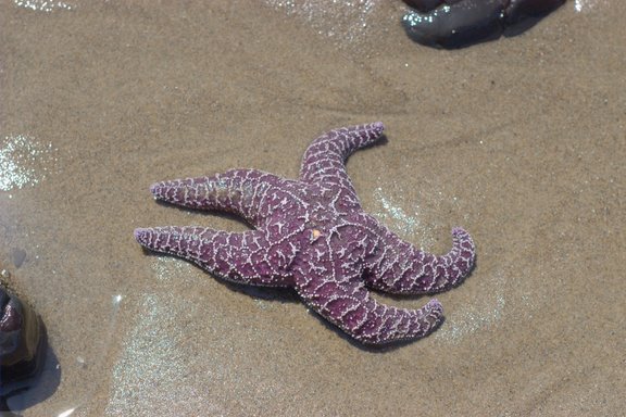 [Starfish.jpg]