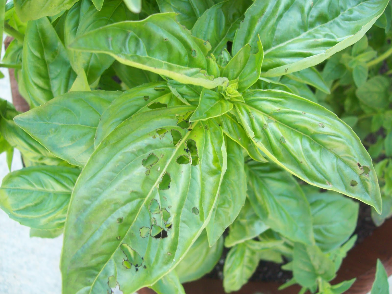 what insect is eating my basil