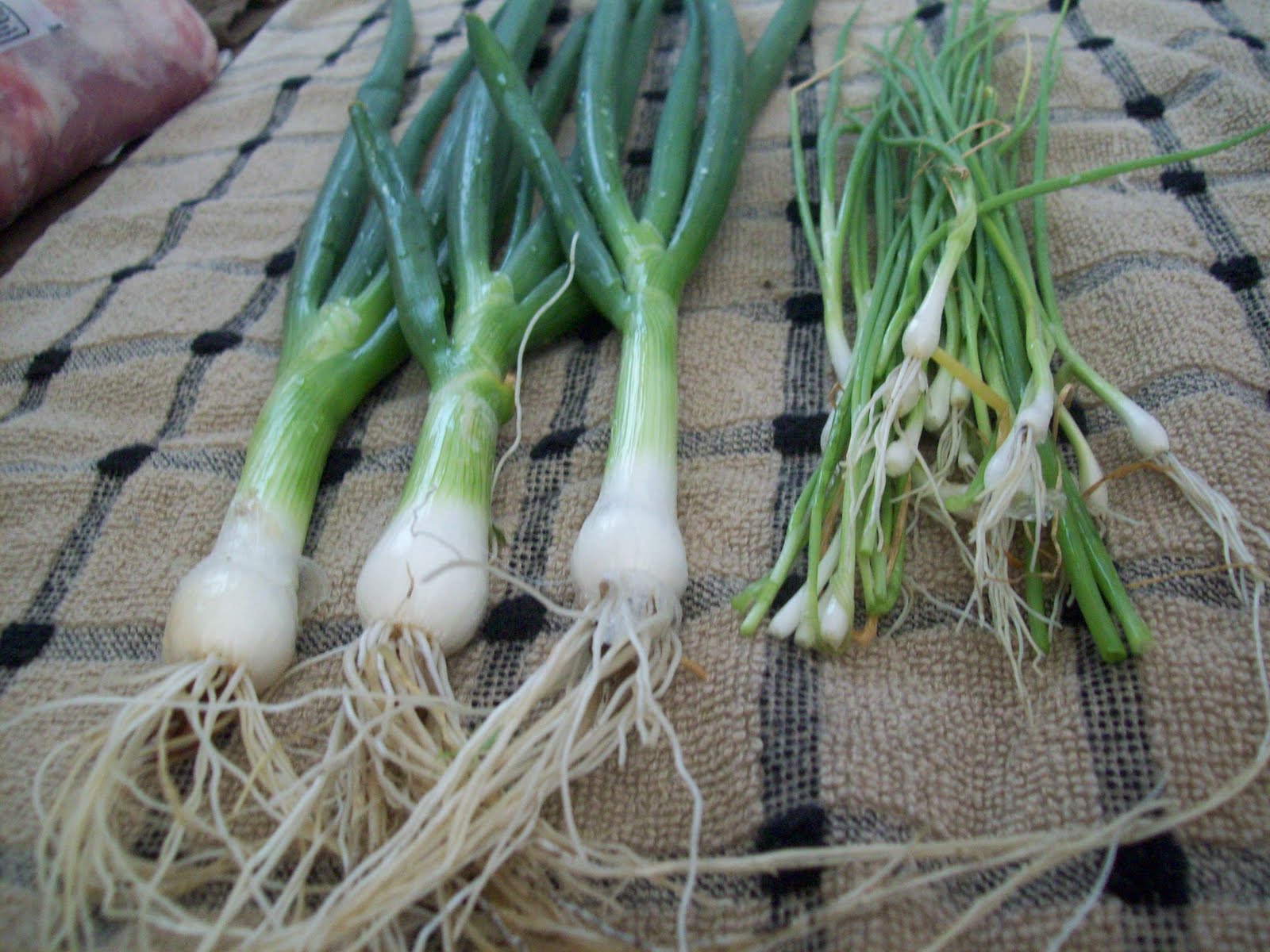 Thyme To Garden Now My First Harvest Monday