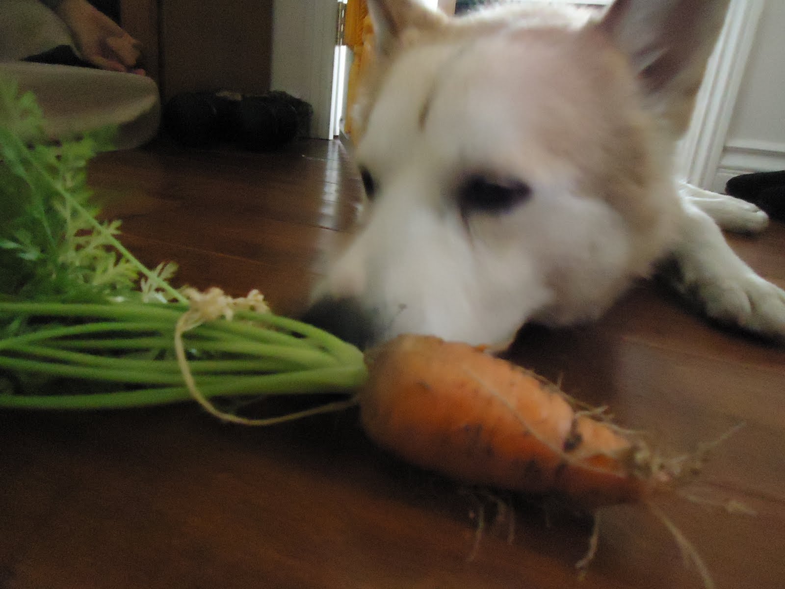 Thyme To Garden Now Does Your Dog Eat Vegetables?