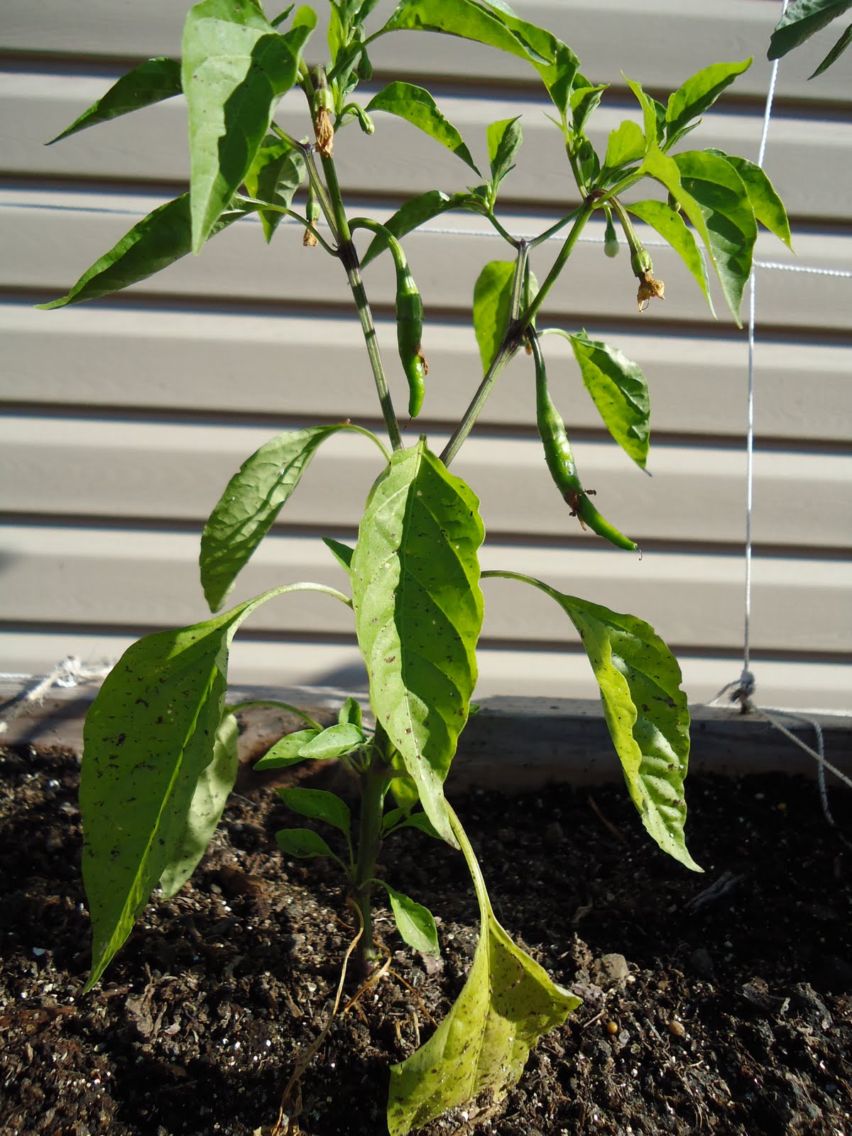 Thyme To Garden Now Overwintering Peppers
