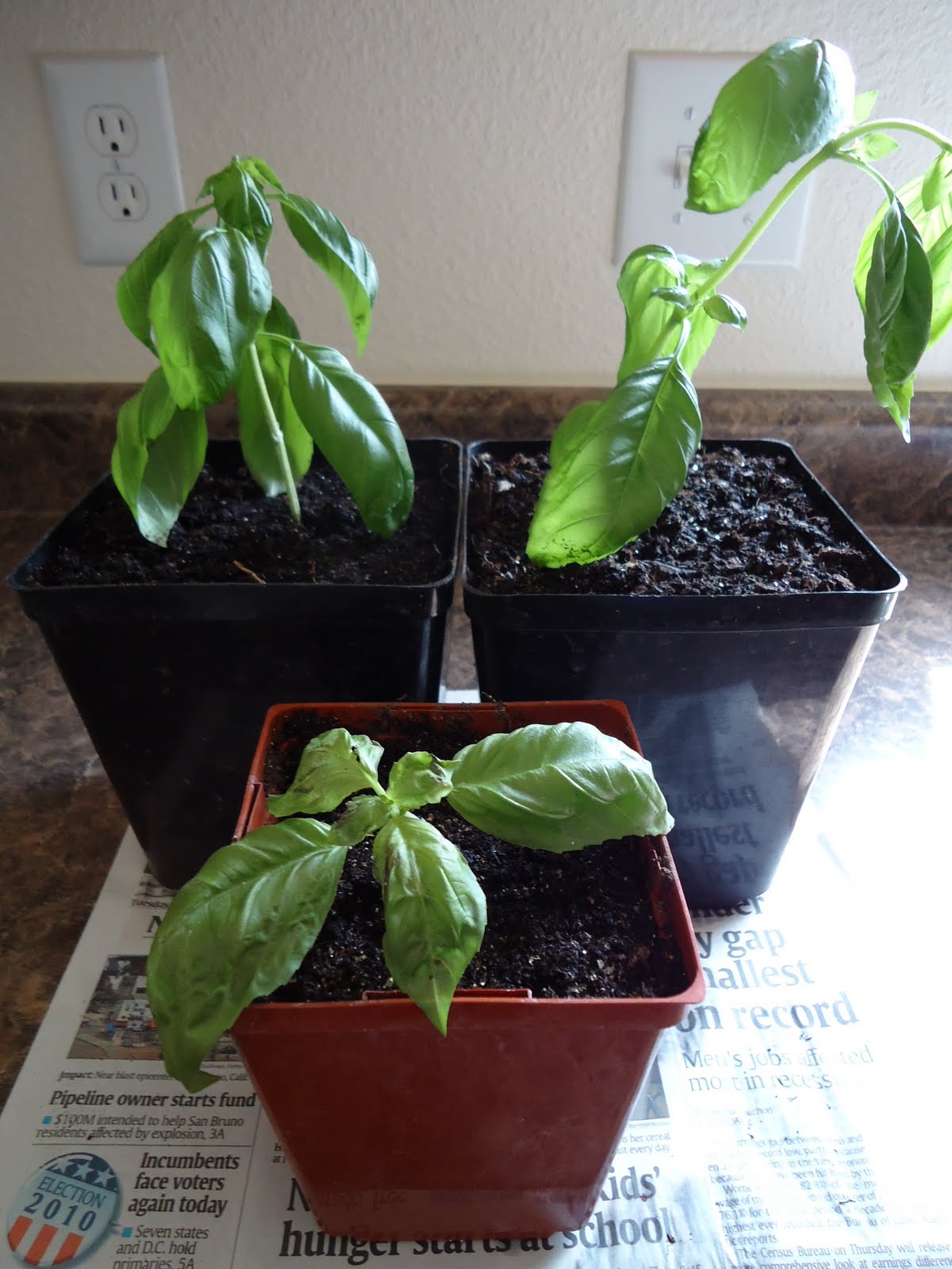 Thyme To Garden Now Planting Basil Cuttings