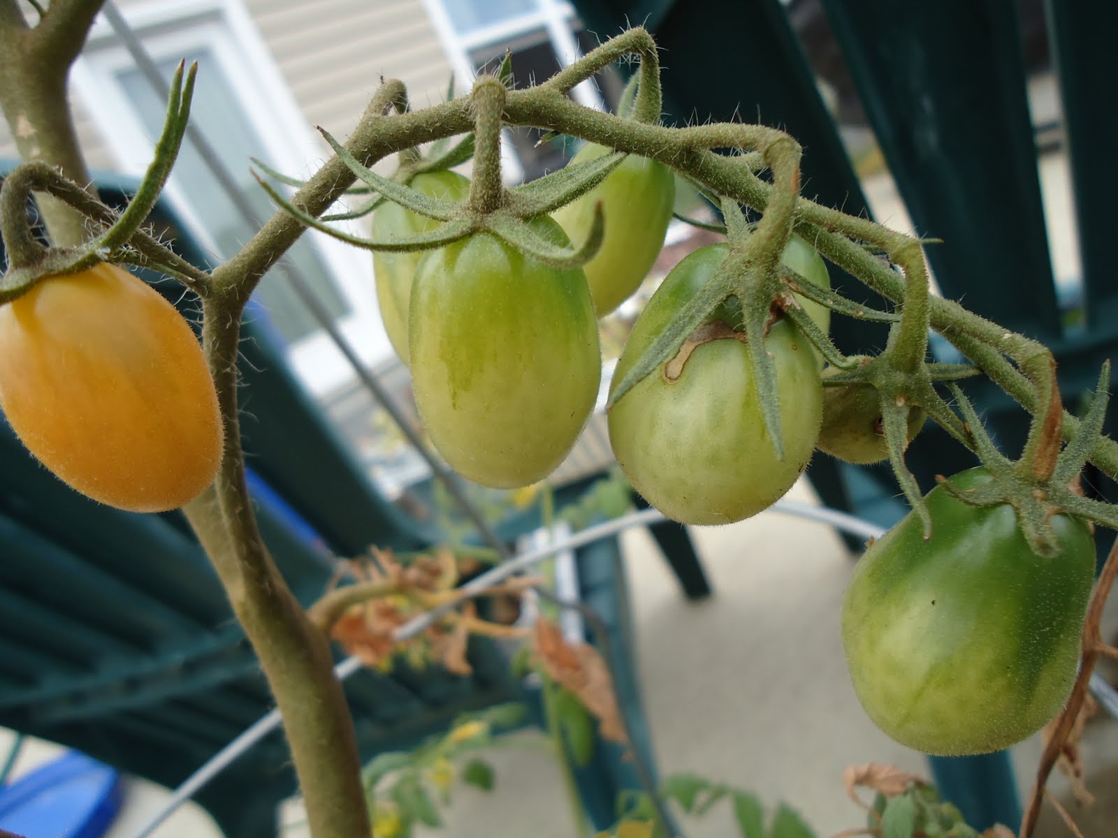 Thyme To Garden Now 9/20/10 Harvest Jelly Bean Tomatoes