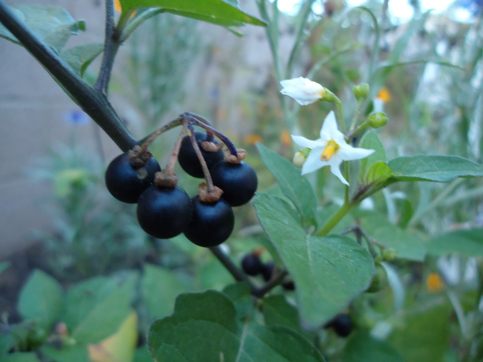 Sunberries or some other poisonous nightshade berries?