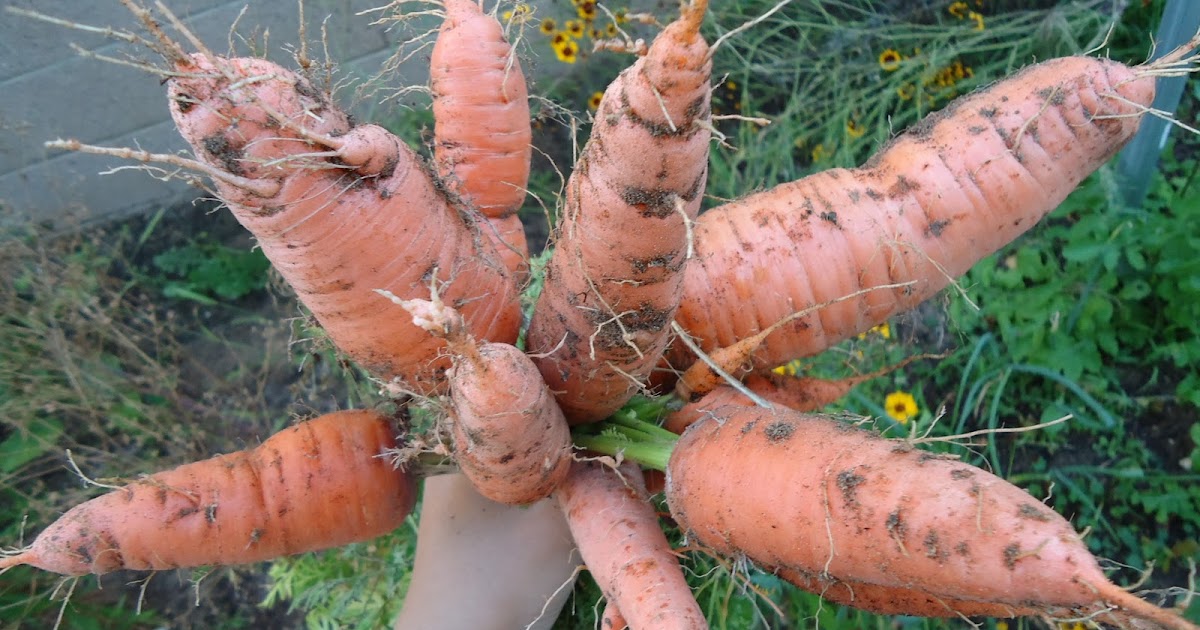 Thyme To Garden Now: 10/11/10 Large Carrots