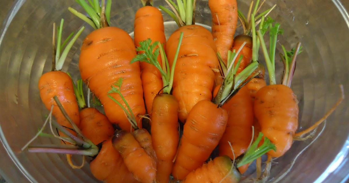 Thyme To Garden Now 10/25 Harvest Indiana Carrots and Alfalfa Sprouts