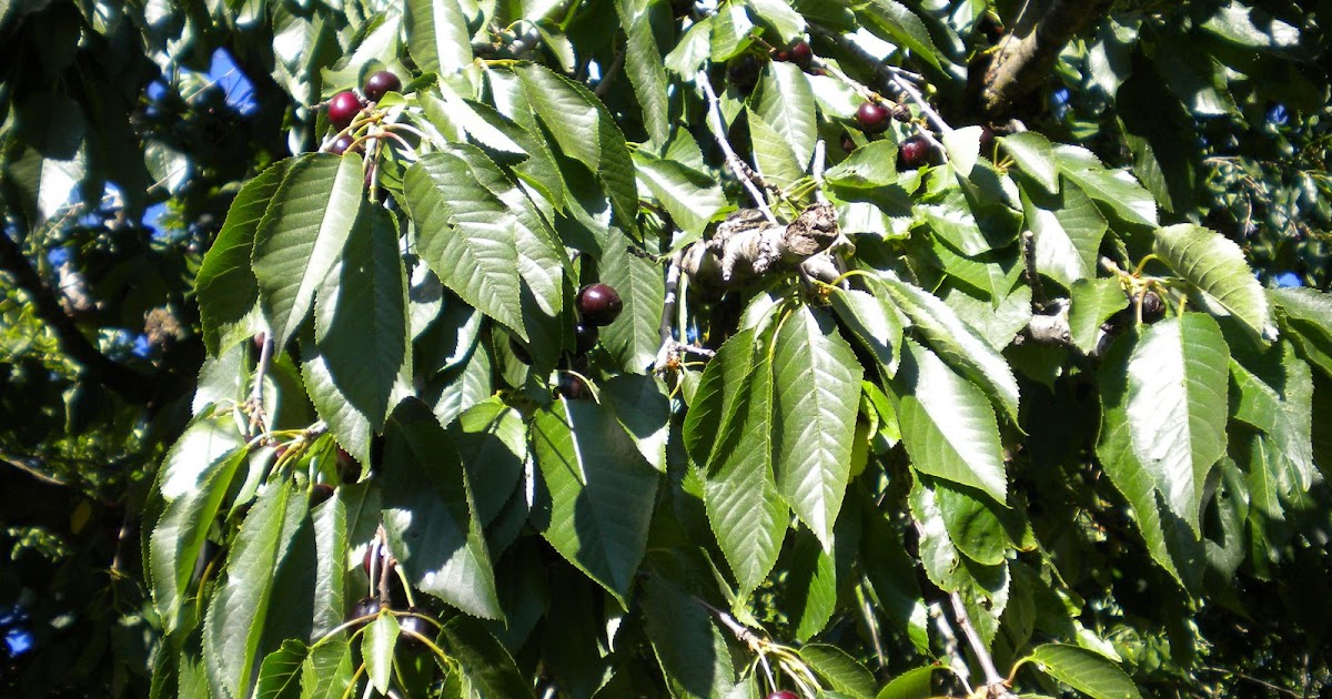 Oh Cherry Tree Home Depot Center