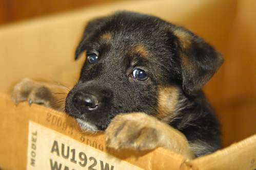 [dogbox.jpg]