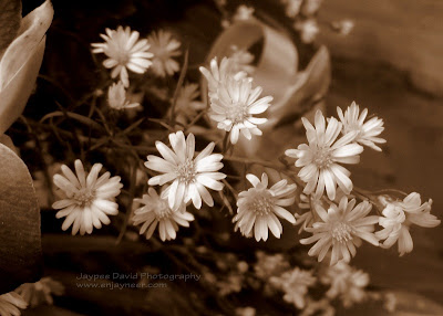 Flower Bouquet, All Saints' Day, Macro Photography, Jaypee David